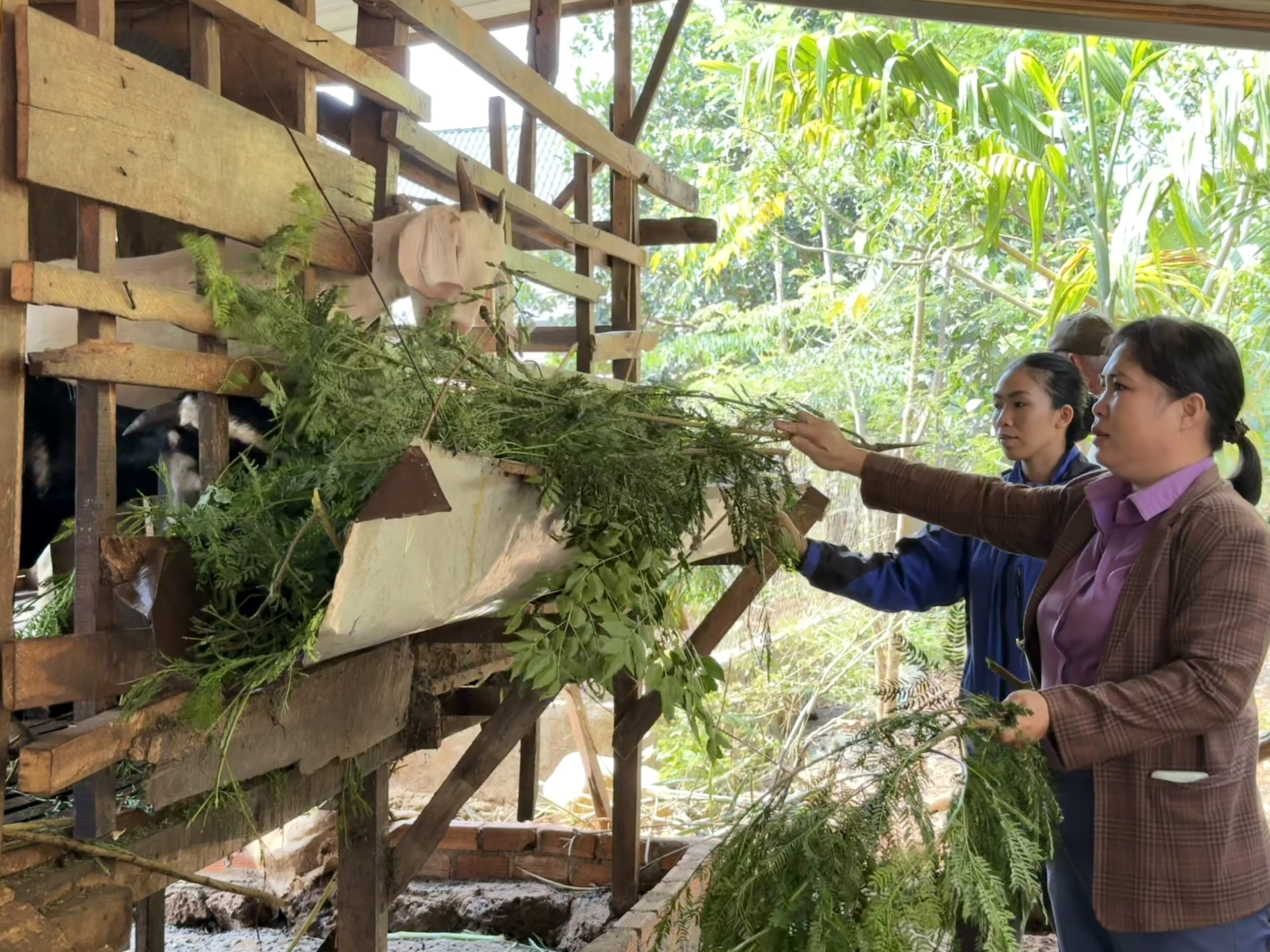 Nhiều gia đình đã vươn lên thoát được nghèo, có cuộc sống ổn định từ mô hình sinh kế